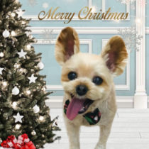 ヨークシャテリア