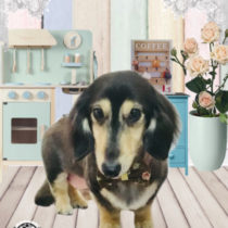 Mダックスフント