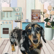 Mダックスフント