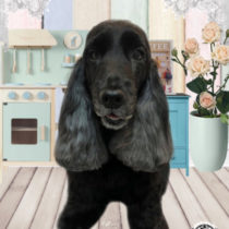 イングリッシュコッカースパニエル