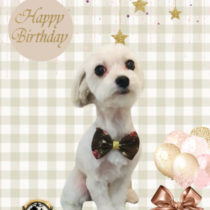 チワワ×シーズーmix