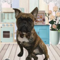 フレンチブルドッグ