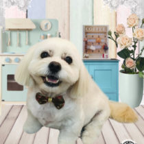 ペキニーズ×ビションmix