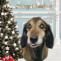 Mダックスフント