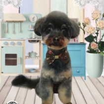 チワワ×トイプードルmix