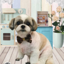 シーズー×チワワmix