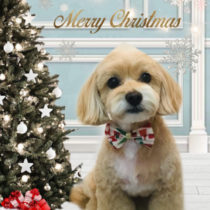 チワワ×トイプードルmix