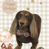 Ｍダックスフント