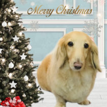 Ｍダックスフント