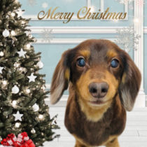 Ｍダックスフント