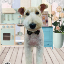 ワイヤーフォックステリア