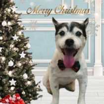 ジャックラッセルテリア