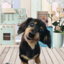 Mダックスフント