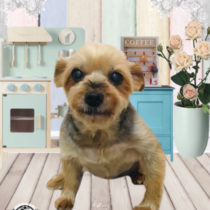 ヨークシャテリア