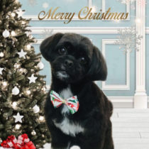 トイプードル×狆mix