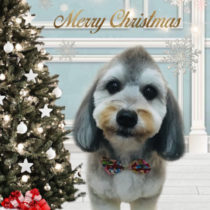 マルチーズ×Mダックスフントmix