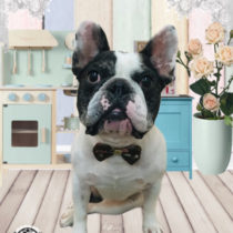 フレンチブルドッグ