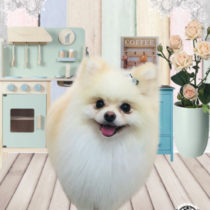 ポメラニアン