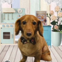 Mダックスフント