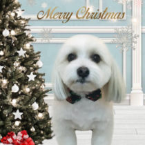 マルチーズ×パピヨンmix