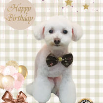 ティーカッププードル