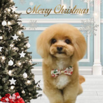 マルチーズ×トイプードルmix