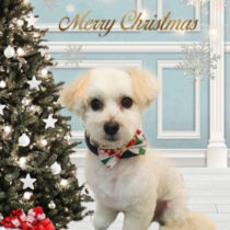 マルチーズ×トイプードルmix