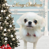 チワワ×ペキニーズmix