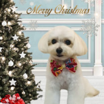 マルチーズ×トイプードルmix