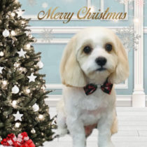 キャバリア×マルチーズmix