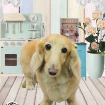 Mダックスフント