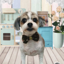 マルチーズ×チワワmix