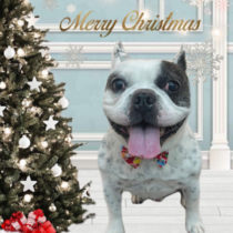 フレンチブルドッグ