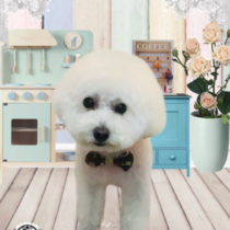 マルチーズ×トイプードルmix