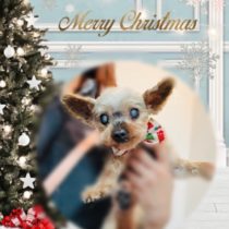 ヨークシャテリア