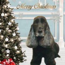 イングリッシュコッカースパニエル