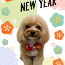 マルチーズ×トイプードルmix