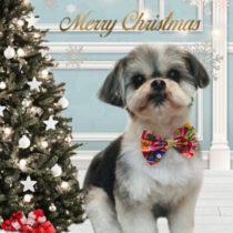 シーズー×マルチーズmix