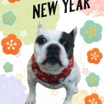 フレンチブルドッグ