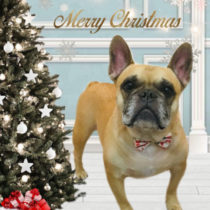 フレンチブルドッグ