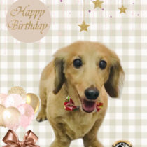 Mダックスフント