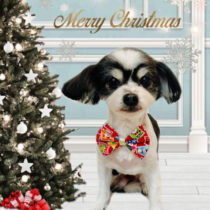 マルチーズ×チワワmix