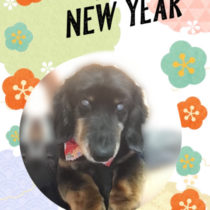 Mダックスフント