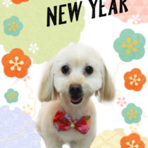 マルチーズ×Mダックスmix