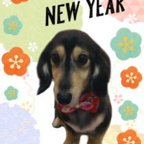 Mダックスフント