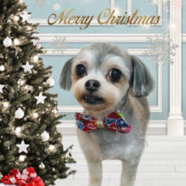 マルチーズ×チワワmix