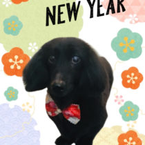 Mダックスフント