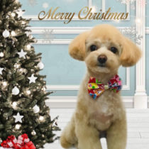 ポメラニアン×トイプードルmix