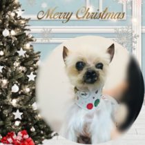 ヨークシャテリア