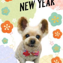 ヨークシャテリア